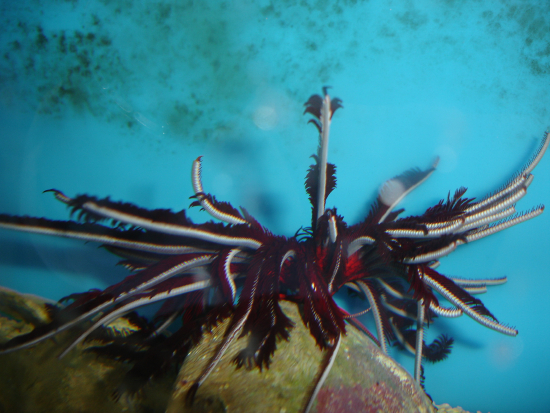  Comaster schlegelii (Schlegel's Feather Star, Black & Gold Feather Star)